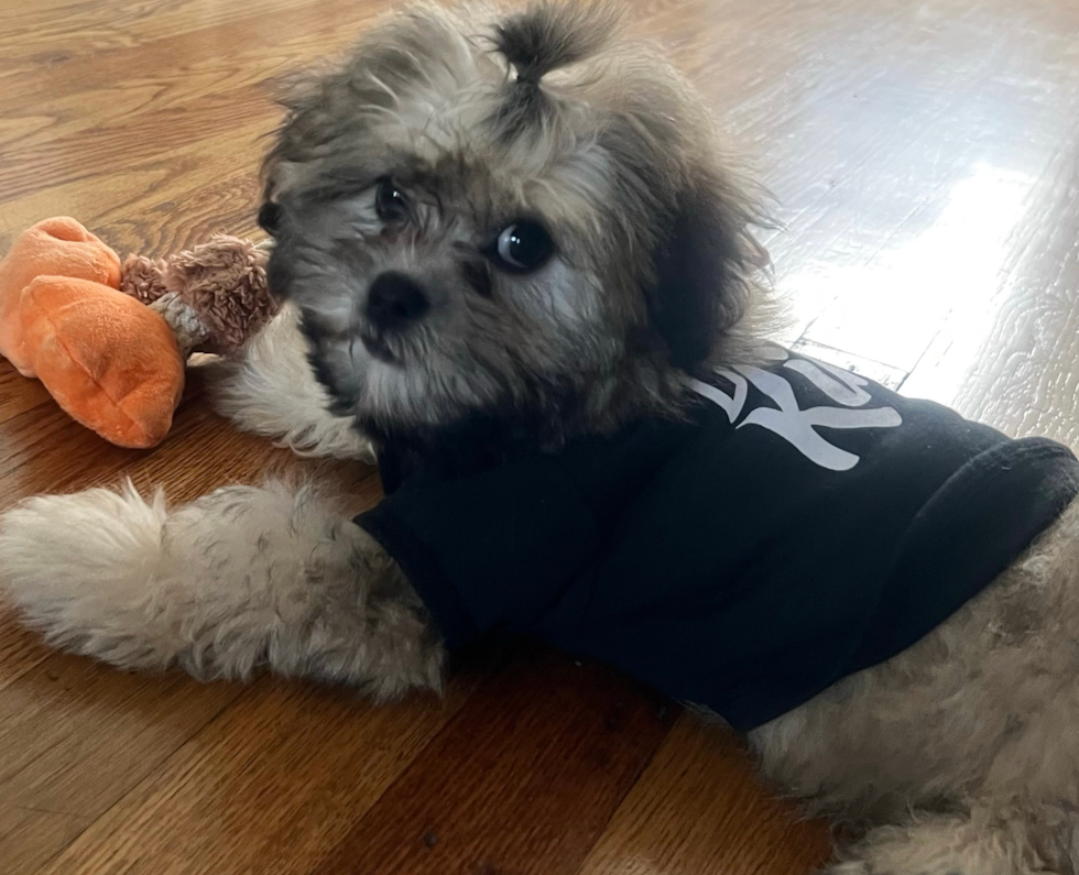 Adorable Shichon Designer Pup