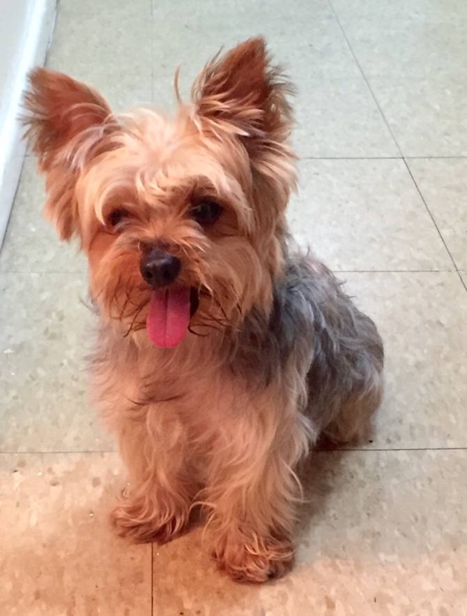 kelly - Yorkshire Terrier Puppy For Sale Premier Pups kelly - Yorkshire Terrier Puppy For Sale Premier Pups
