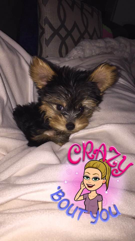 Adorable Yorkshire Terrier Pup in Easton PA