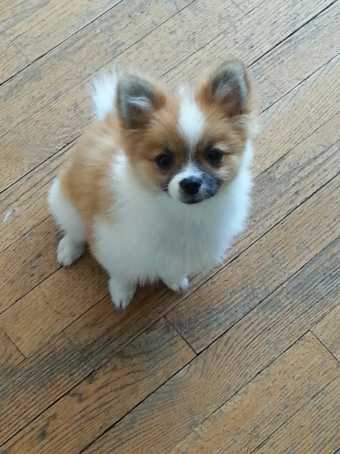 Nikki (Formerly Ariel) - Pomeranian Puppy For Sale Premier Pups Nikki (Formerly Ariel) - Pomeranian Puppy For Sale Premier Pups