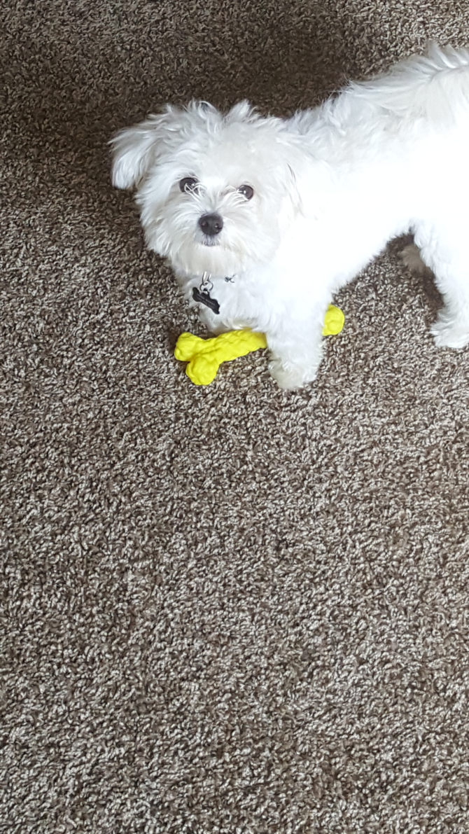 Snow - Maltese Puppy For Sale Premier Pups Snow - Maltese Puppy For Sale Premier Pups
