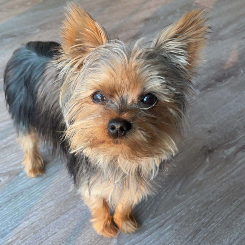 Pittsburgh Yorkshire Terrier Pup