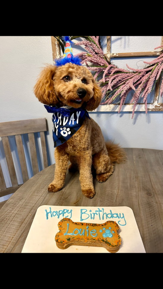 Happy Mini Goldendoodle Pup in