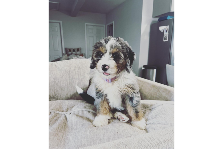 Meet Sasha - our Mini Bernedoodle Puppy Photo 1/2 - Premier Pups