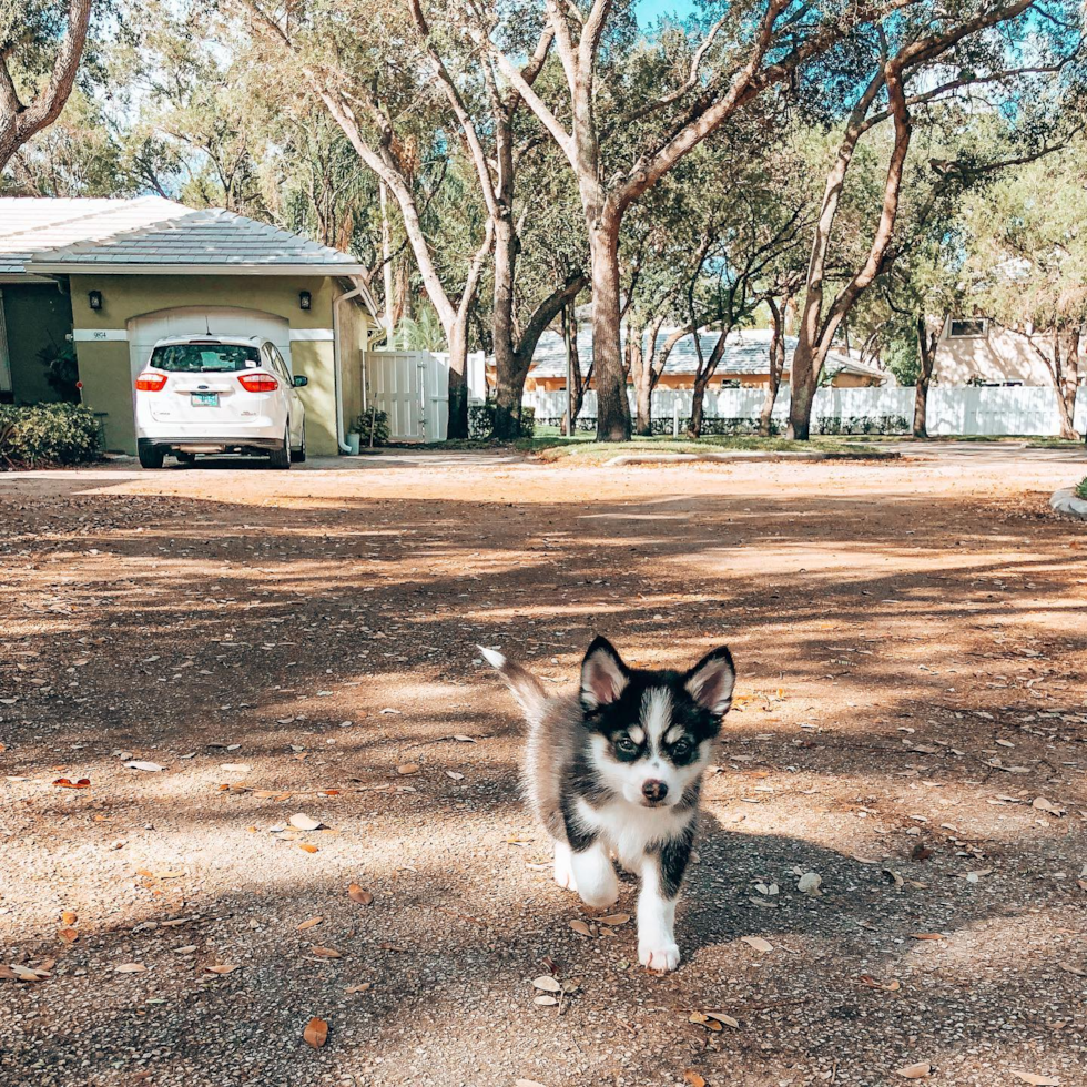 Cute Pomsky Pup in Plantation FL