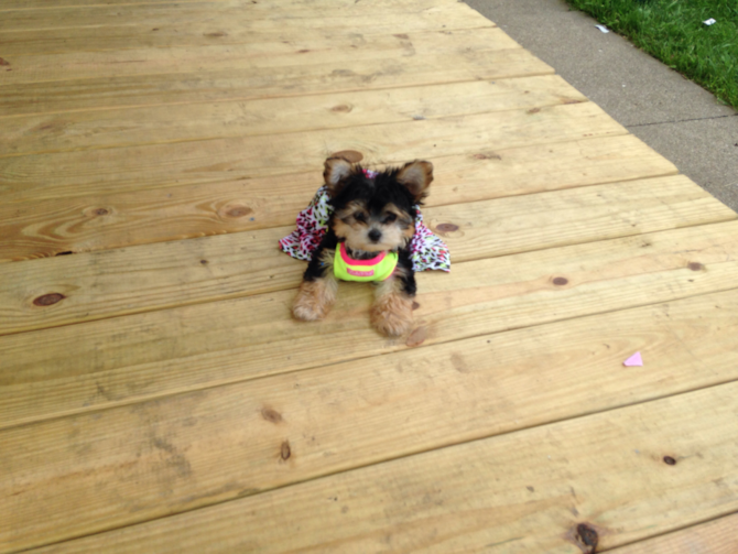 Anna - Morkie Puppy For Sale Premier Pups Anna - Morkie Puppy For Sale Premier Pups