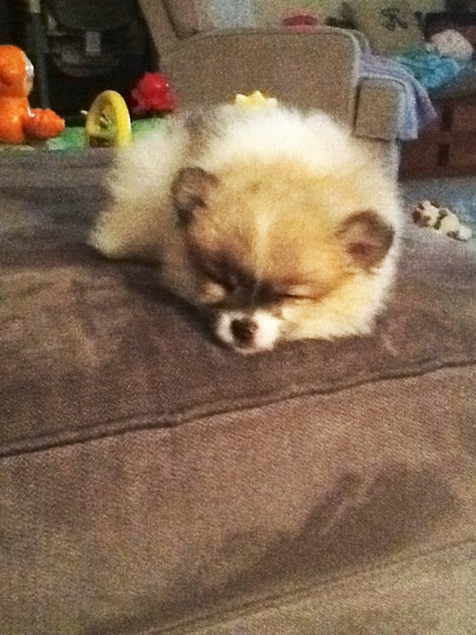 Dom the Pom (was Anthony) - Pomeranian Puppy For Sale Premier Pups Dom the Pom (was Anthony) - Pomeranian Puppy For Sale Premier Pups