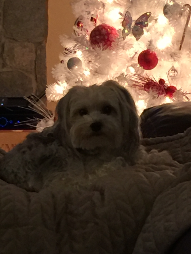 Miley - Morkie Puppy For Sale Premier Pups Miley - Morkie Puppy For Sale Premier Pups