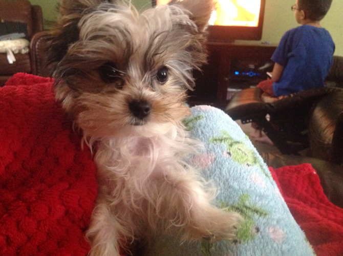 Cloverfield - Parti Yorkshire Terrier Puppy For Sale Premier Pups Cloverfield - Parti Yorkshire Terrier Puppy For Sale Premier Pups