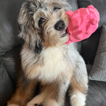Kingston, a Mini Bernedoodle puppy from Erie PA