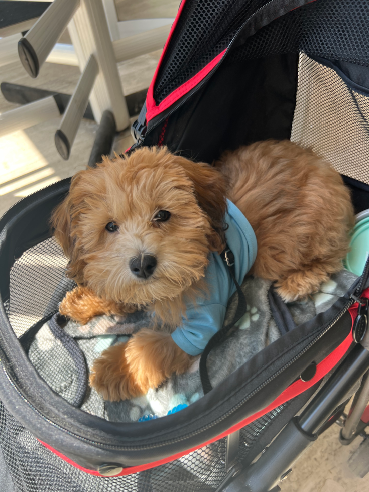 Small Maltipoo Pup in