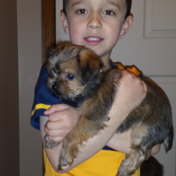 SAGE, a Shorkie puppy from United States
