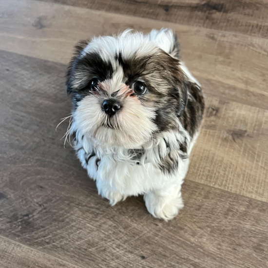 Shih Tzu Being Cute