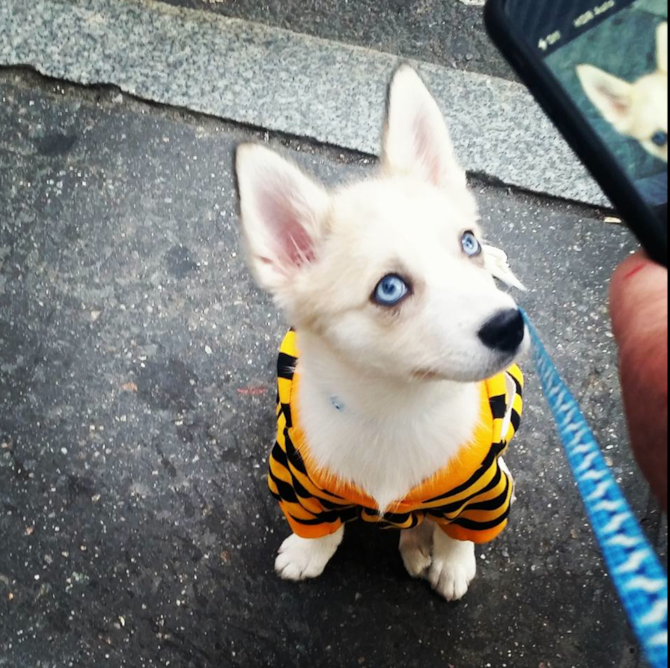 WooRi - Pomsky Puppy For Sale Premier Pups WooRi - Pomsky Puppy For Sale Premier Pups