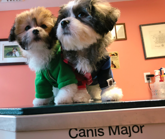 Adorable Havanese Purebred Pup