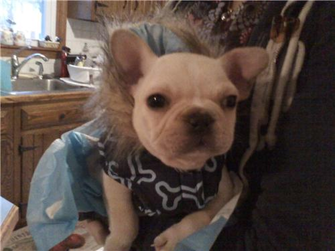 Pierre - French Bulldog Puppy For Sale Premier Pups Pierre - French Bulldog Puppy For Sale Premier Pups