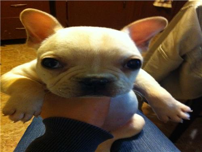 Pierre - French Bulldog Puppy For Sale Premier Pups Pierre - French Bulldog Puppy For Sale Premier Pups