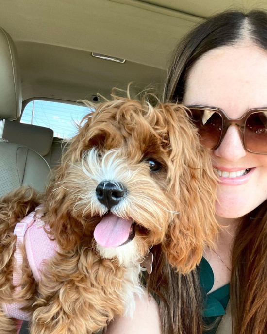 Little Cavoodle Poodle Mix Pup