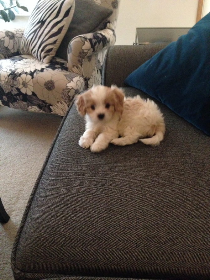 Charlie - Cavachon Puppy For Sale Premier Pups Charlie - Cavachon Puppy For Sale Premier Pups