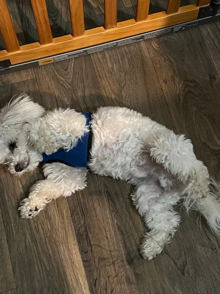 Energetic Bichon Frise Pup in Pingree Grove IL