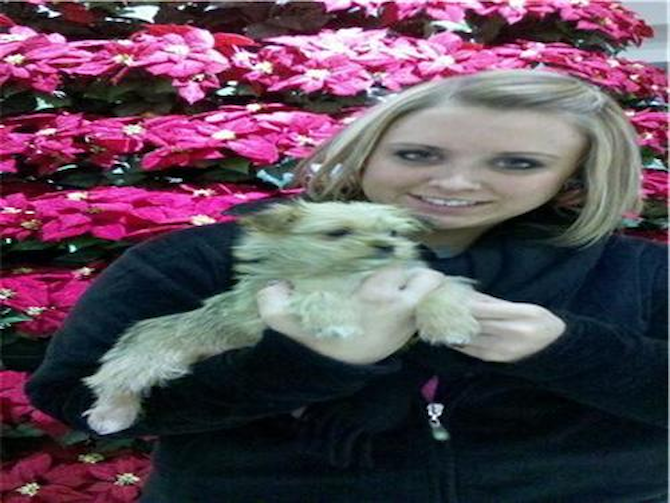 Taxie AKA CareBear - Yorkie Poo Puppy For Sale Premier Pups Taxie AKA CareBear - Yorkie Poo Puppy For Sale Premier Pups