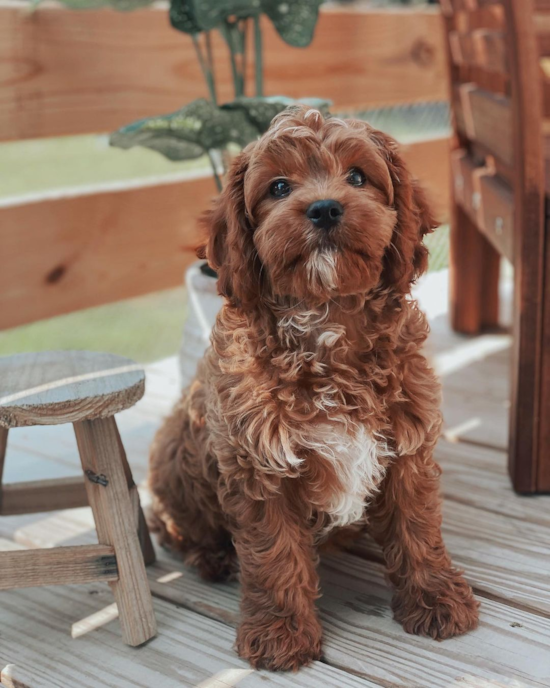 Adorable Cavoodle Poodle Mix Pup