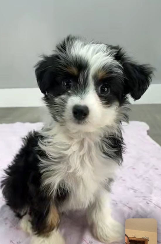 Popular Mini Aussiedoodle Poodle Mix Pup