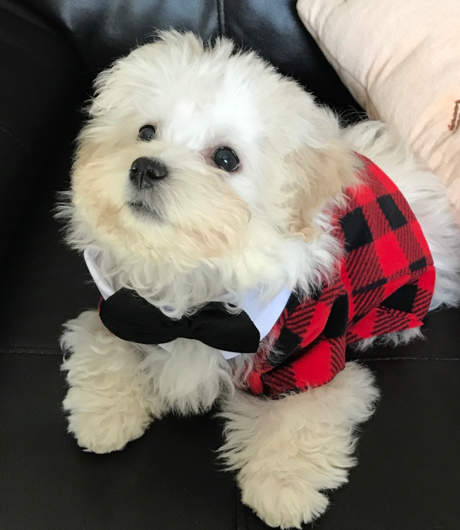 Tobias - Maltipoo Puppy For Sale Premier Pups Tobias - Maltipoo Puppy For Sale Premier Pups