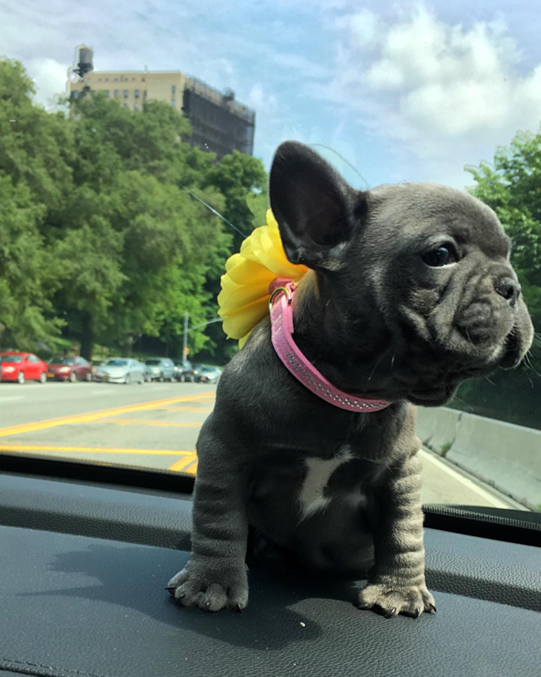 Energetic Frenchie Purebred Pup