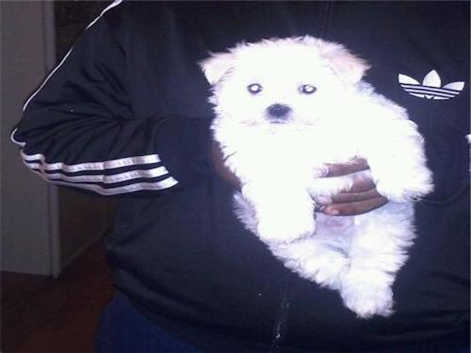 Nano - Maltese Puppy For Sale Premier Pups Nano - Maltese Puppy For Sale Premier Pups