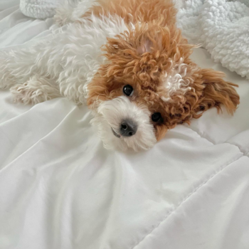 Truffle, a Poodle puppy from el monte CA