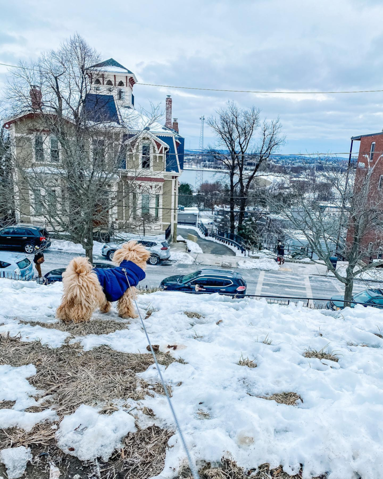 Boston Maltipoo Pup