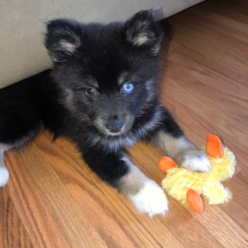 Lily (Alyssa), a Pomsky puppy from Buffalo, N.Y. Lily (Alyssa), a Pomsky puppy from Buffalo, N.Y.