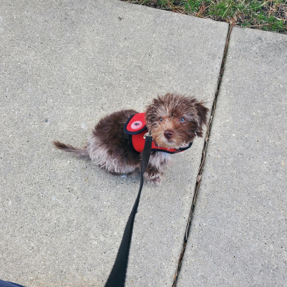 Cute Mini Labradoodle Pup