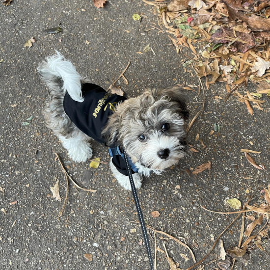 Fluffy Havanese Pup in Waldorf MD