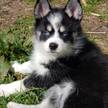 Daisy Jane (formerly Trinity), a Pomsky puppy from Chesapeake, VA Daisy Jane (formerly Trinity), a Pomsky puppy from Chesapeake, VA