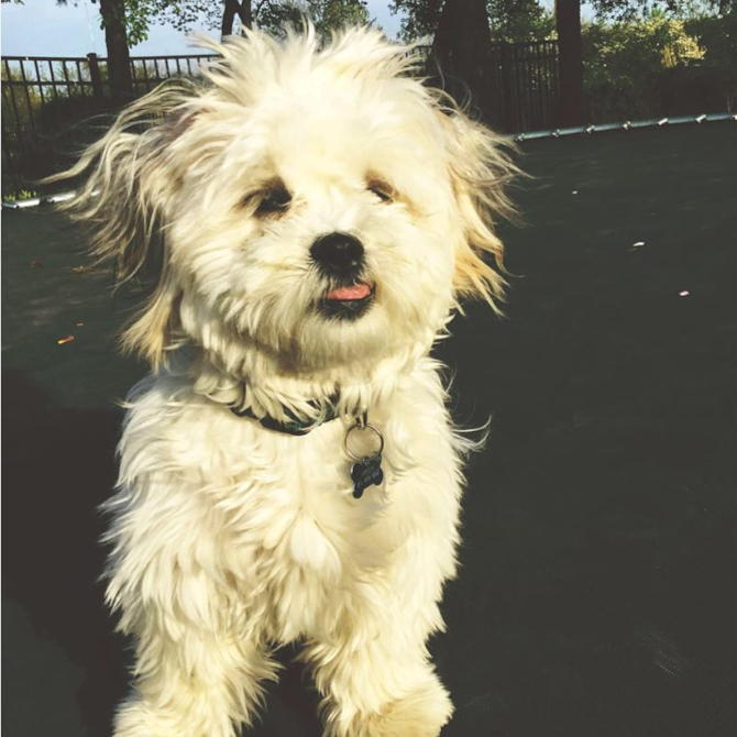 Mochi ( was Adam) - Teddy Bear Puppy For Sale Premier Pups Mochi ( was Adam) - Teddy Bear Puppy For Sale Premier Pups