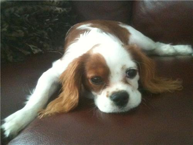 Pele - King Charles Spaniel Puppy For Sale Premier Pups Pele - King Charles Spaniel Puppy For Sale Premier Pups