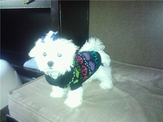 Lexi - Maltese Puppy For Sale Premier Pups Lexi - Maltese Puppy For Sale Premier Pups
