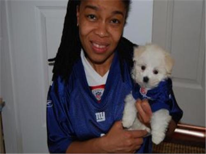 Kingston - Maltese Puppy For Sale Premier Pups Kingston - Maltese Puppy For Sale Premier Pups