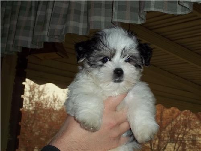Samwise Gamgee - Morkie Puppy For Sale Premier Pups Samwise Gamgee - Morkie Puppy For Sale Premier Pups
