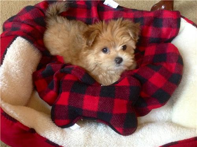 Muffin - Morkie Puppy For Sale Premier Pups Muffin - Morkie Puppy For Sale Premier Pups