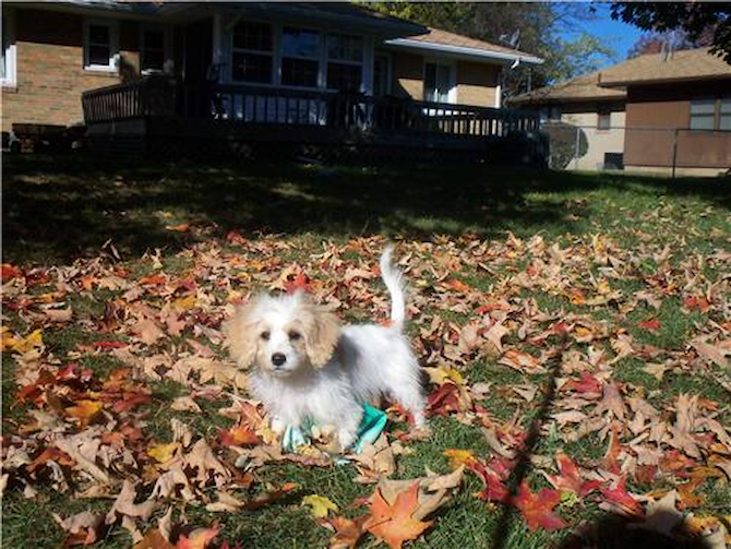 Delila - Cavachon Puppy For Sale Premier Pups Delila - Cavachon Puppy For Sale Premier Pups