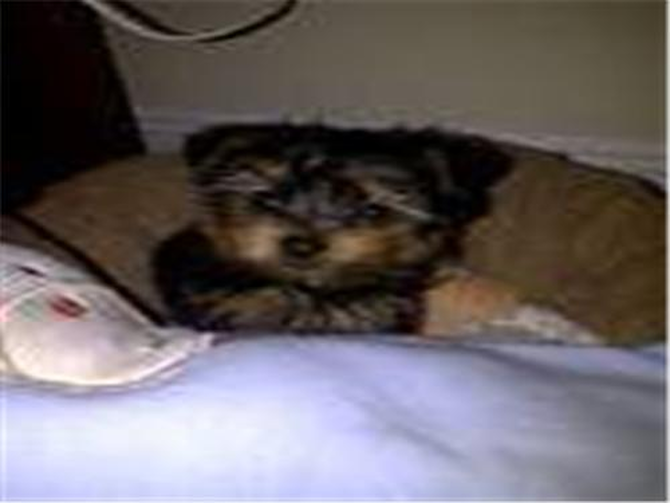 Charlie Rascal - Yorkshire Terrier Puppy For Sale Premier Pups Charlie Rascal - Yorkshire Terrier Puppy For Sale Premier Pups