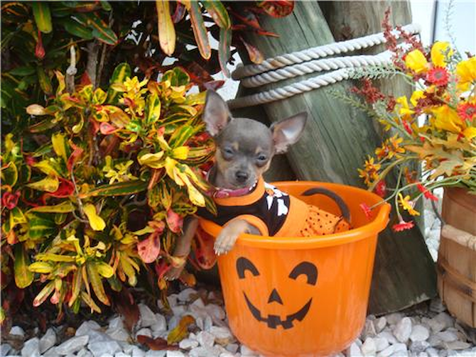 Diamond - Chihuahua Puppy For Sale Premier Pups Diamond - Chihuahua Puppy For Sale Premier Pups