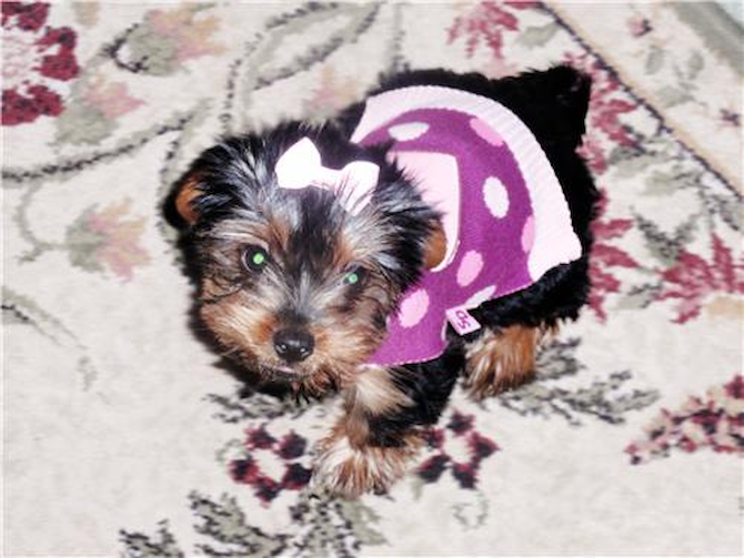 Belle - Yorkshire Terrier Puppy For Sale Premier Pups Belle - Yorkshire Terrier Puppy For Sale Premier Pups