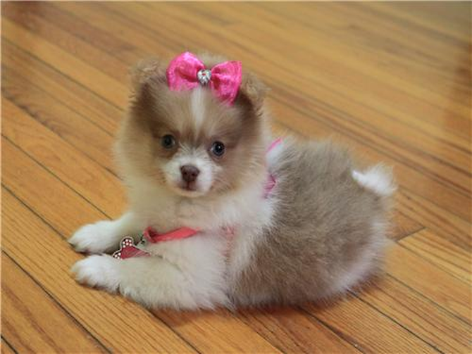 Bubbles - Pomeranian Puppy For Sale Premier Pups Bubbles - Pomeranian Puppy For Sale Premier Pups
