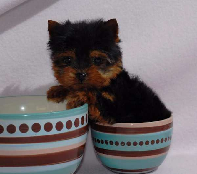 Julliete - Yorkshire Terrier Puppy For Sale Premier Pups Julliete - Yorkshire Terrier Puppy For Sale Premier Pups