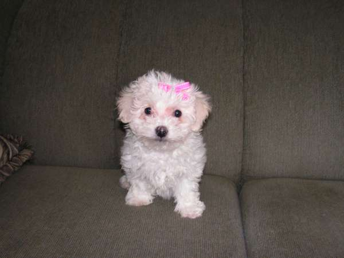 Sadie - Maltese Puppy For Sale Premier Pups Sadie - Maltese Puppy For Sale Premier Pups