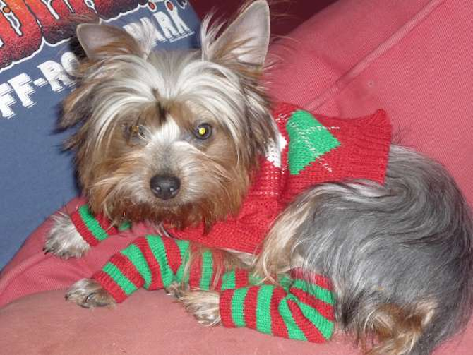 *Rambo* - Yorkshire Terrier Puppy For Sale Premier Pups *Rambo* - Yorkshire Terrier Puppy For Sale Premier Pups
